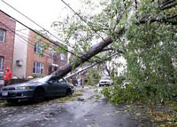 A fallen tree in Brooklyn