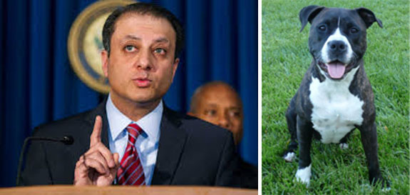 Preet Bharara, the U.S. Attorney for the Southern District of New York. and a pit bull