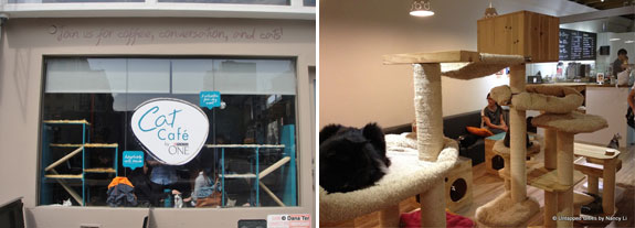 A NYC pop-up cat cafe from earlier this year