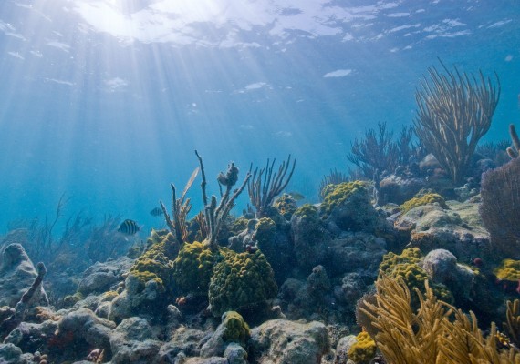 Underwater photo at Biscayne National Park