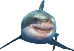 BTN-shark