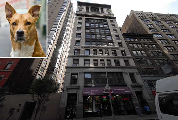 104 West 27th Street in Chelsea (inset: A potential D Pet Hotel customer)
