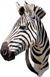BTN-zebra