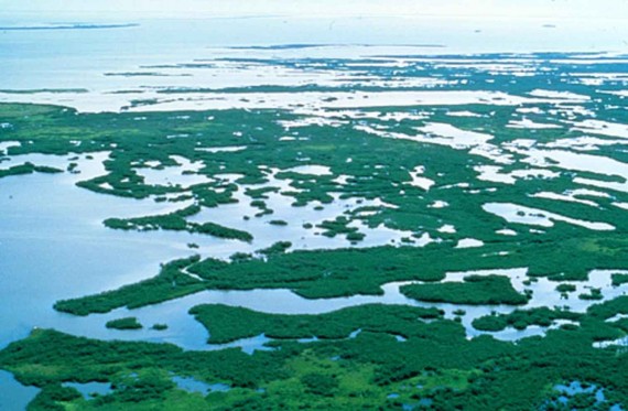 A 2013 aerial photo of Florida's mangrove swamps (Credit: Wilen Bill, U.S. Fish and Wildlife Service)