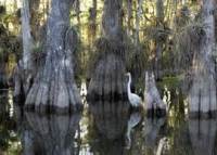 FPL land swap with Everglades National Park OKd