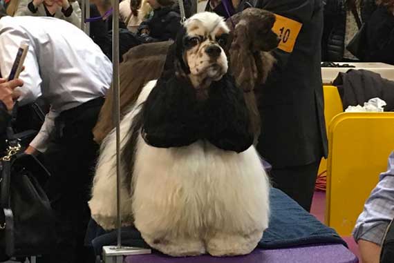 A contestant at the Westminster Kennel Club dog show