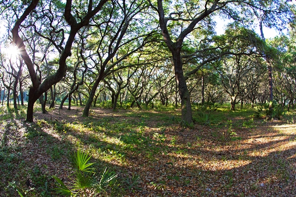 A wooded area of Hutson Ranch in northeast Florida
