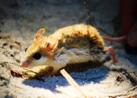 The endangered Cochtawhatchee beach mouse