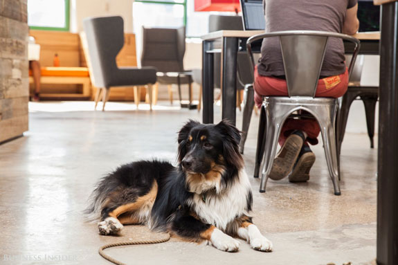 the-office-is-super-dog-friendly