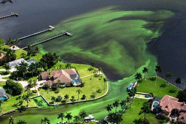 Algae spreading in the St. Lucie River (Source: Miami Herald)