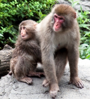 Macaque monkeys, also known as "snow monkeys"