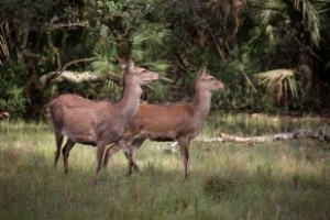 The 1,784-acre Red Stag Sanctuary