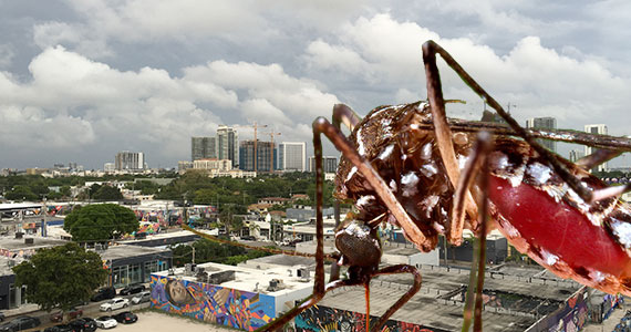 Wynwood and a mosquito