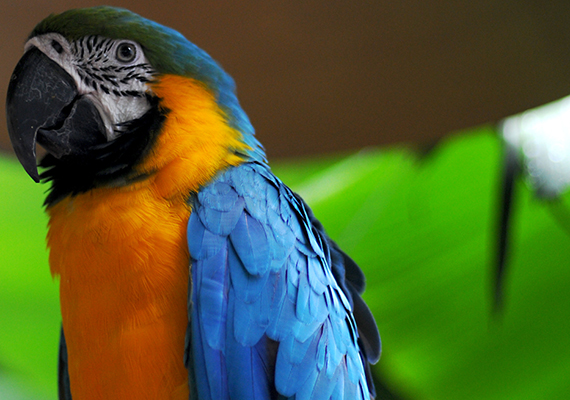 A Macaw at Jungle Island (Credit: Chris Acuna)