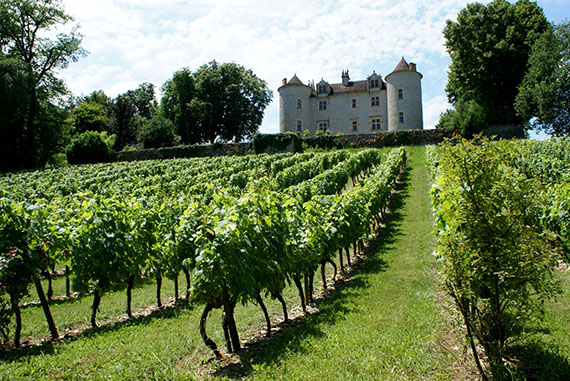 A Bordeaux vineyard