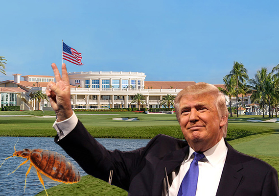 Trump National Doral Miami. Inset: a bed bug and Donald Trump