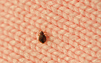 <em>Bedbug (credit: Getty)</em>