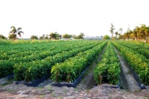The Agricultural Reserve in Palm Beach County