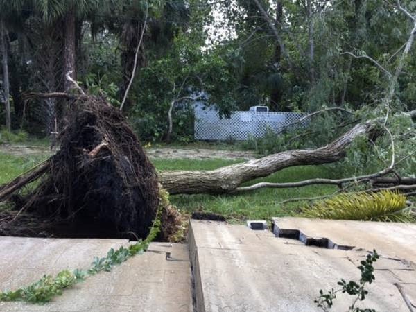 An uprooted tree in Sarasota (Source: Sarasota Patch)