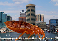 Top 10 most bedbug-infested cities