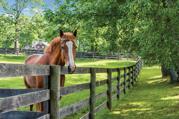 This $17 million sporting estate in South Salem has a total of 10 horse stalls.