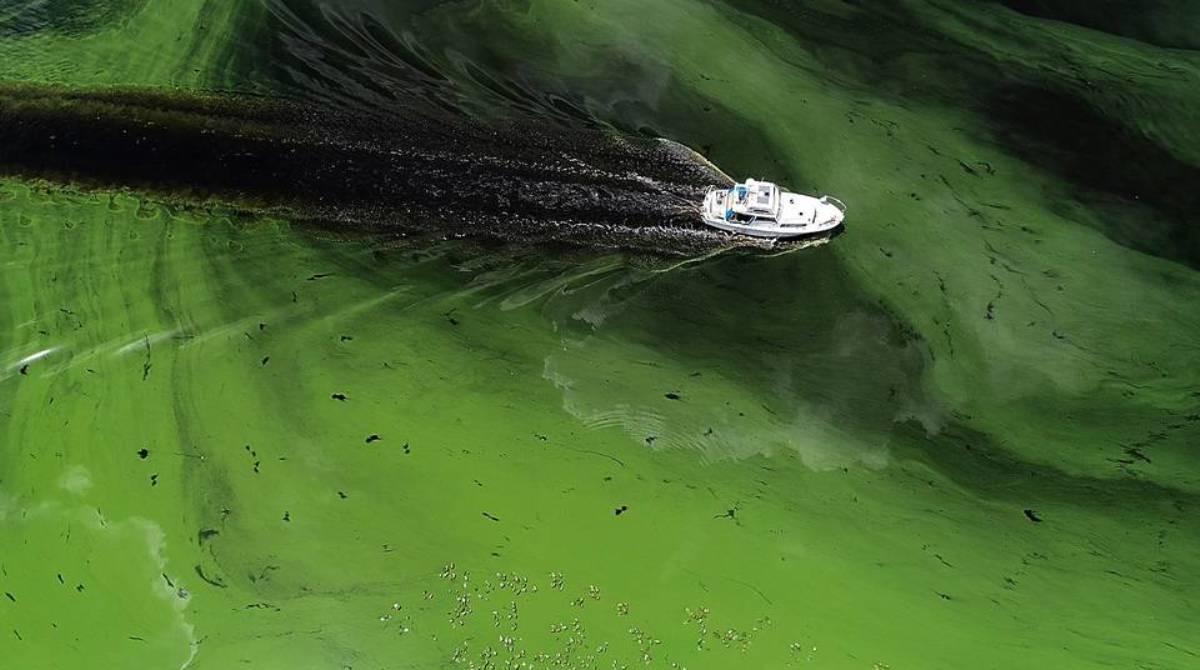 A boater moves through an algae bloom in the Caloosahatchee River near LaBelle on Wednesday. (Credit: Pedro Portal/ Miami Herald)