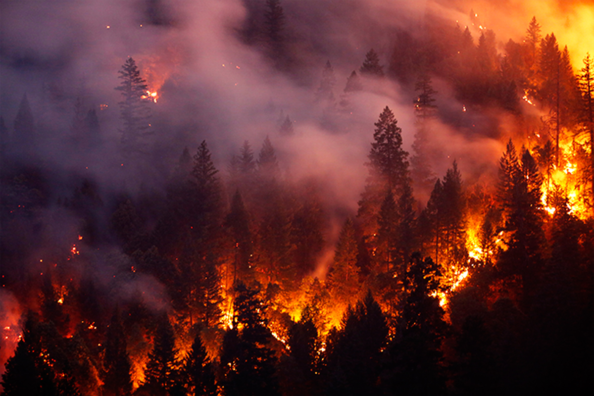 Forest burns in the Carr Fire on July 30, 2018 west of Redding, California (Credit: Photo by Terray Sylvester/Getty Images)