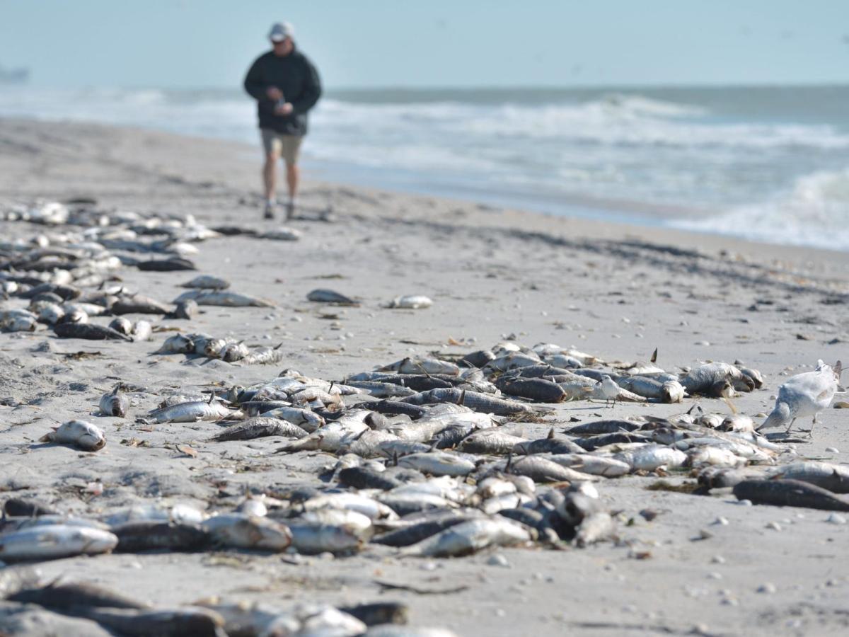 Red tide left piles of dead mullet Sept. 6 at Manasota Key in Sarasota County. (Credit: Mike Lang | Sarasota Herald-Tribune)