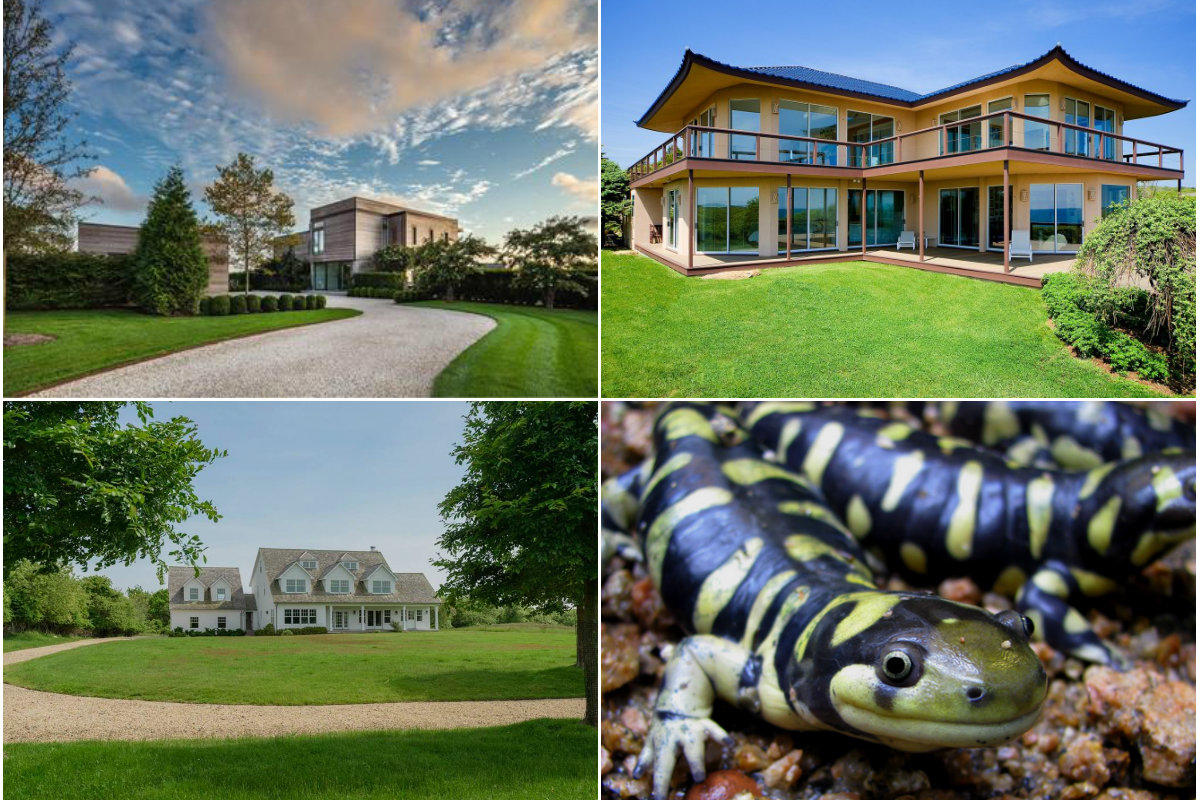 Clockwise from top left: Sagaponack home sells for $10M under 2015 ask, Oceanfront Montauk home's price reduced to $39.5M, salamanders could complicate expansion of the Atlantic Golf Club in Bridgehampton and Ask for ex-J. Crew CEO's 24-acre Montauk property drops to $8M.