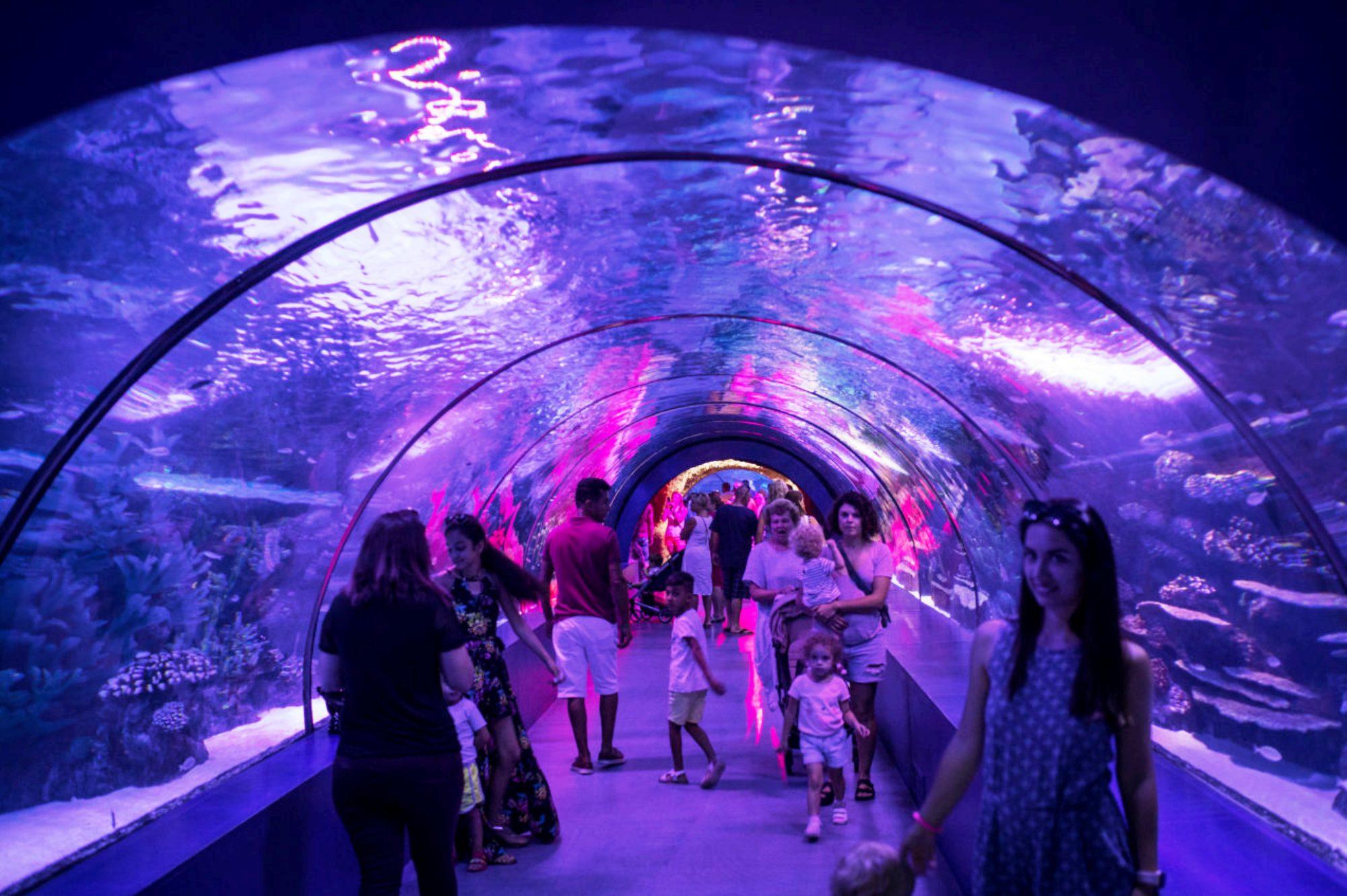 Seaquest aquarium in Folsom, California (Credit: Chris McGrath/Getty Images)
