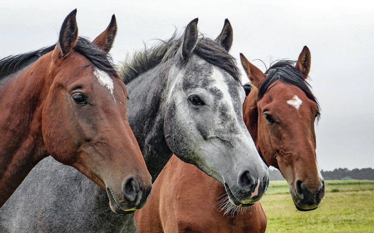 Coronavirus Fears Dampen Thoroughbred Horse Sales