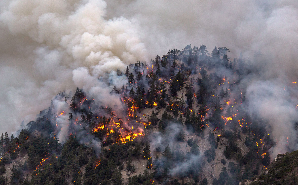 The Bobcat Fire (Credit: David McNew/Getty Images)