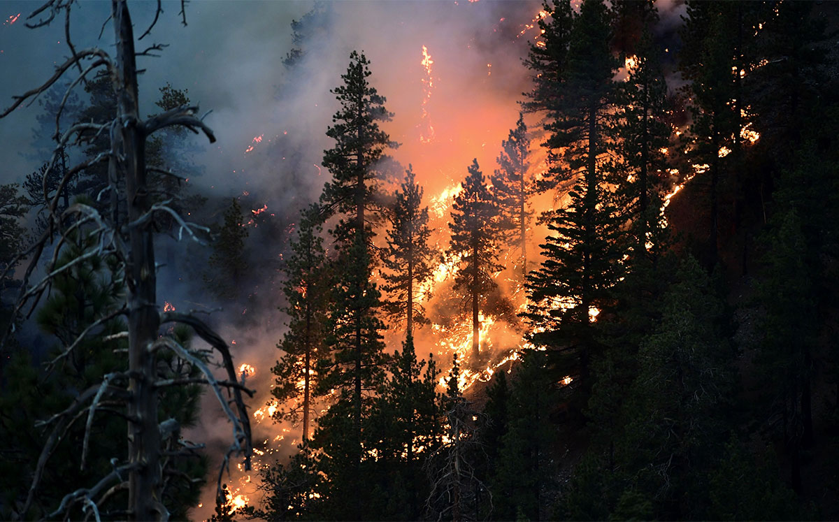 The Bobcat Fire burns pine trees on September 21, 2020 (Credit: FREDERIC J. BROWN/AFP via Getty Images)