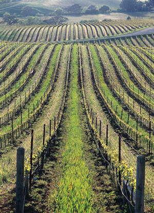 Bucolic Napa Valley, California wine country