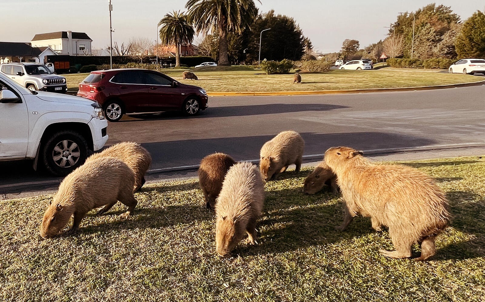 Capybara's grazing in a gated community in Tigre, Buenos Aires (Getty)