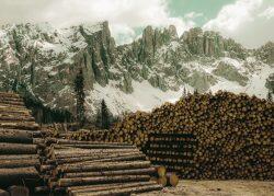 Lumber prices back on the rise