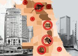 Chicago dubbed ‘forever rat capital in the US’