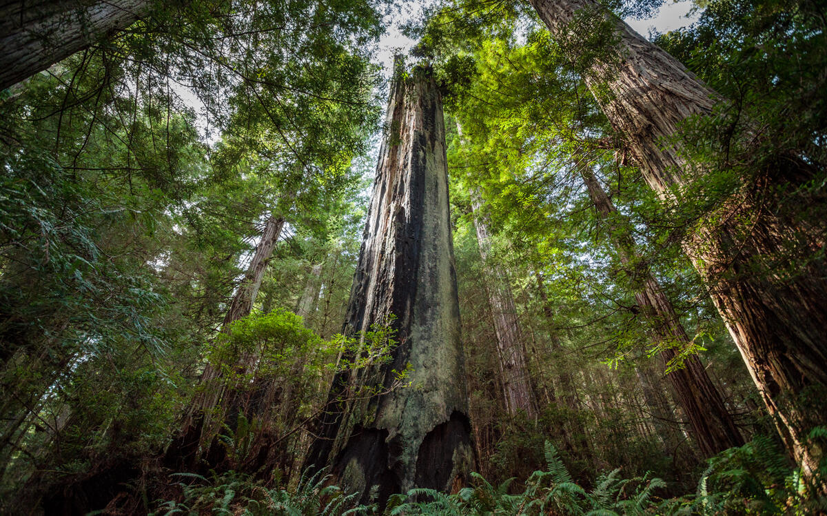 A redwood forest in California. (Getty)