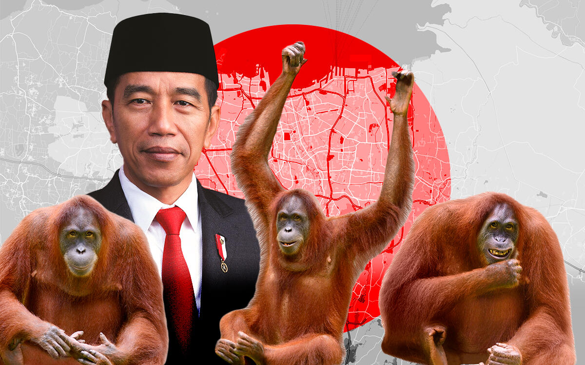 President Joko “Jokowi” Widodo of Jakarta and the orangutans of Borneo (Wikipedia, iStock)