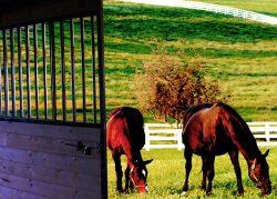Suburban Chicago horse farm could be put to pasture