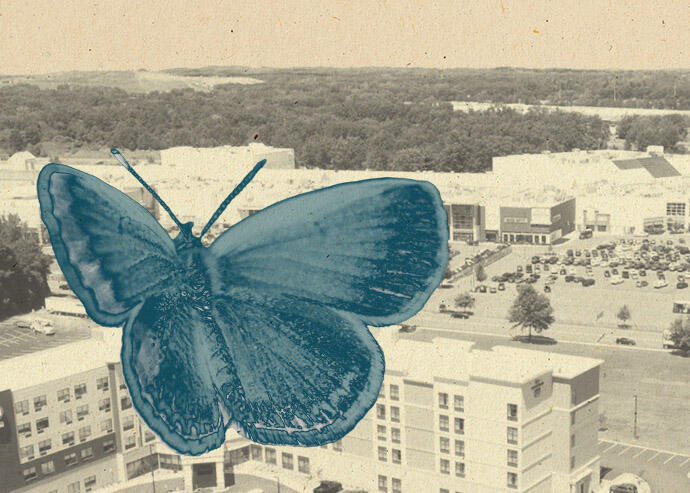 Rare butterfly could kill Costco, apartment project