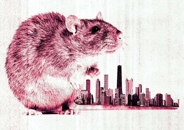Chicago demands $9.3M from property manager over rat problem